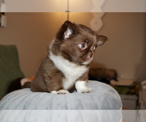 Chihuahua Puppy for sale in SAN JOSE, CA, USA