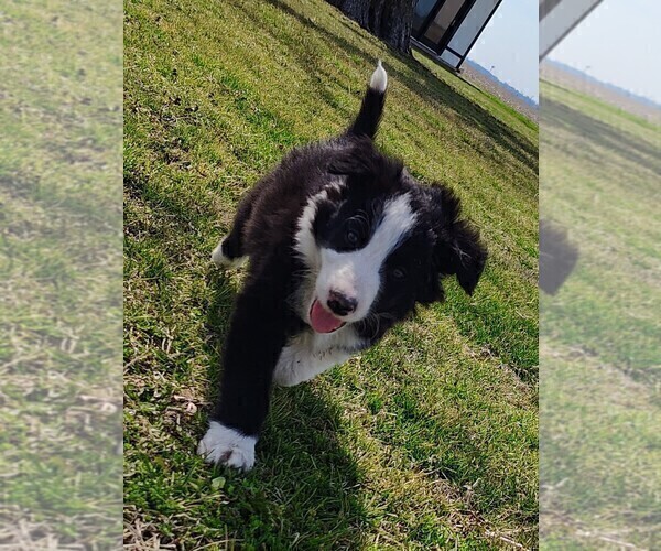 Medium Photo #2 Border Collie Puppy For Sale in NORBORNE, MO, USA