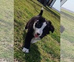 Small #1 Border Collie