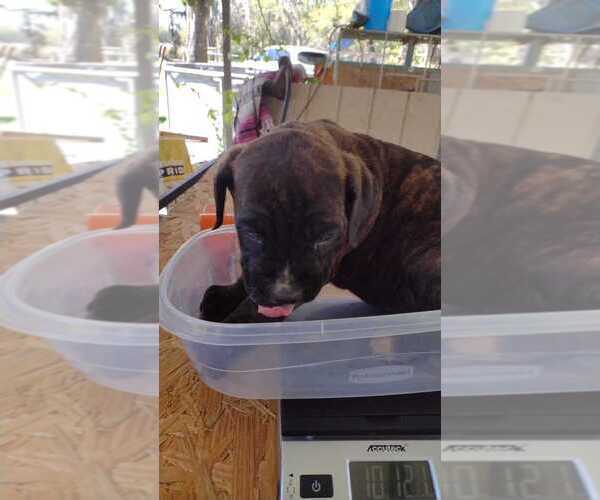 Medium Photo #17 Cane Corso Puppy For Sale in WEST PALM BCH, FL, USA