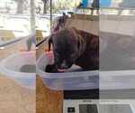 Small Photo #17 Cane Corso Puppy For Sale in WEST PALM BCH, FL, USA
