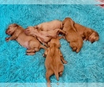 Small Photo #3 Vizsla Puppy For Sale in CLEMONS, IA, USA
