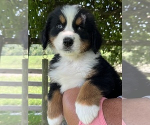 Bernese Mountain Dog Puppy for sale in SPENCER, IN, USA