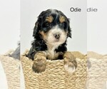 Image preview for Ad Listing. Nickname: Odie