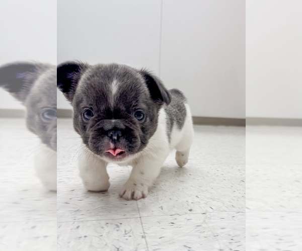 Medium Photo #21 French Bulldog Puppy For Sale in MIDLAND, TX, USA