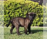 Small #4 Labrador Retriever Mix