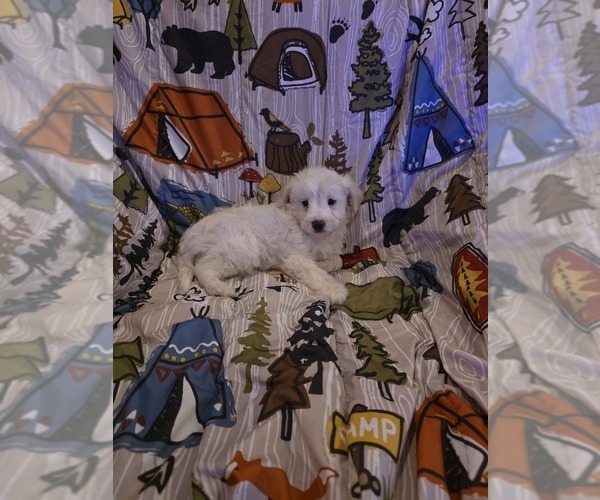 Medium Photo #10 Chizer Puppy For Sale in MONTEZUMA, GA, USA