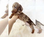 Small #9 Dachshund