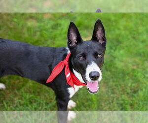 American Pit Bull Terrier-Collie Mix Dogs for adoption in Gloversville, NY, USA