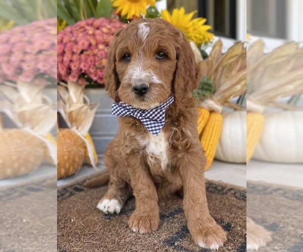 Medium Photo #4 Irish Doodle Puppy For Sale in WOOSTER, OH, USA