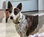 Small Photo #3 Mutt Puppy For Sale in Lee's Summit, MO, USA