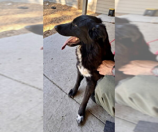 Medium Photo #1 Anatolian Shepherd-Border Collie Mix Puppy For Sale in South Lake Tahoe, CA, USA