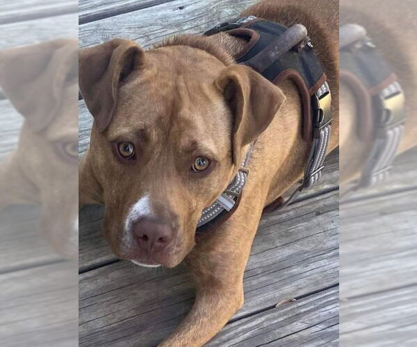 Medium Photo #19 American Staffordshire Terrier-Unknown Mix Puppy For Sale in Spotsylvania, VA, USA