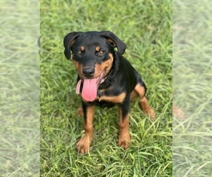 Rottweiler Puppy for sale in SPRING HILL, FL, USA