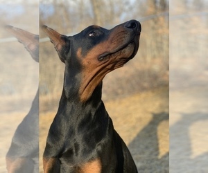 Father of the Doberman Pinscher puppies born on 02/20/2023