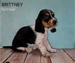 Puppy Brittney Basset Hound