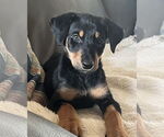 Small #3 Miniature Pinscher Mix
