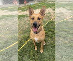 Small German Shepherd Dog Mix