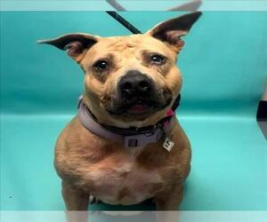 American Staffordshire Terrier-Unknown Mix Dogs for adoption in Fort Collins, CO, USA