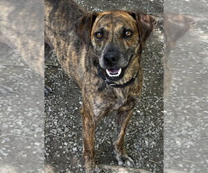 Ukulele - Male Mutt Dog for Adoption