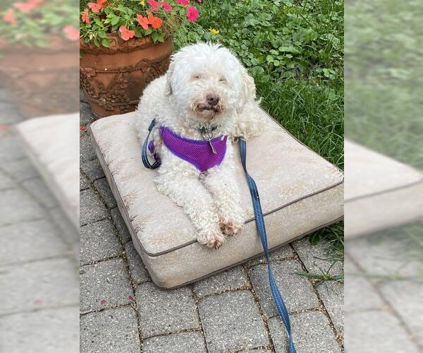 Medium Photo #3 Mutt Puppy For Sale in Minneapolis, MN, USA