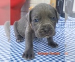Puppy Orange  colla Cane Corso