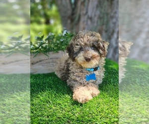 Poodle (Miniature) Puppy for sale in INDIANAPOLIS, IN, USA