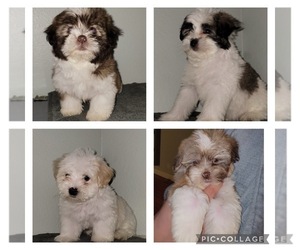 Mal-Shi Puppy for sale in SELMA, CA, USA