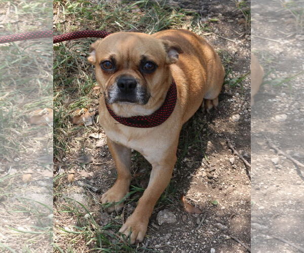 Medium Photo #2 Chug Puppy For Sale in Bandera, TX, USA