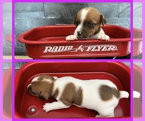 Jack Russell Terrier Puppy for sale in RUSHVILLE, NY, USA