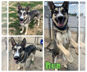 German Shepherd Dog-Huskies  Mix Dogs for adoption in Pierceton , IN, USA