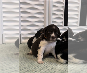 English Springer Spaniel Puppy for sale in WORTHINGTON, IN, USA