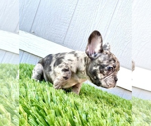 French Bulldog Puppy for sale in MIAMI, FL, USA