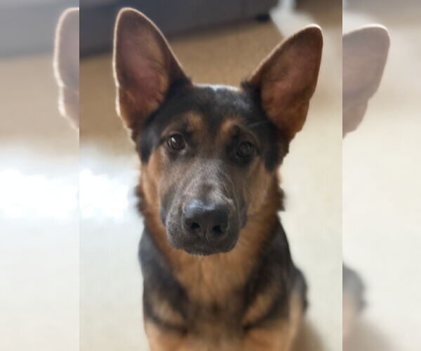 Medium Photo #1 German Shepherd Dog Puppy For Sale in Staten Island, NY, USA