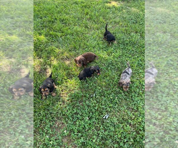 Medium Photo #1 Dachshund Puppy For Sale in LOOGOOTEE, IN, USA