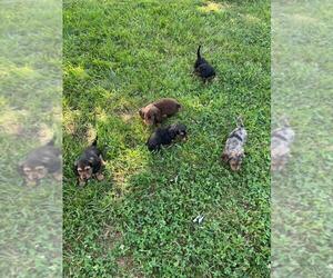Dachshund Puppy for Sale in LOOGOOTEE, Indiana USA