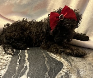 ShihPoo Puppy for sale in NAPERVILLE, IL, USA