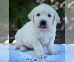 Image preview for Ad Listing. Nickname: Litter of 6