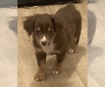 Small #11 Miniature Australian Shepherd