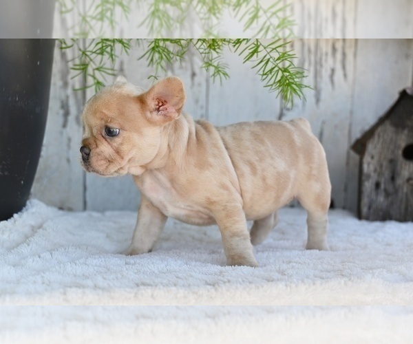 Medium Photo #8 French Bulldog Puppy For Sale in MILLERSBURG, OH, USA