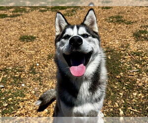 Siberian Husky Dogs for adoption in Santa Cruz, CA, USA