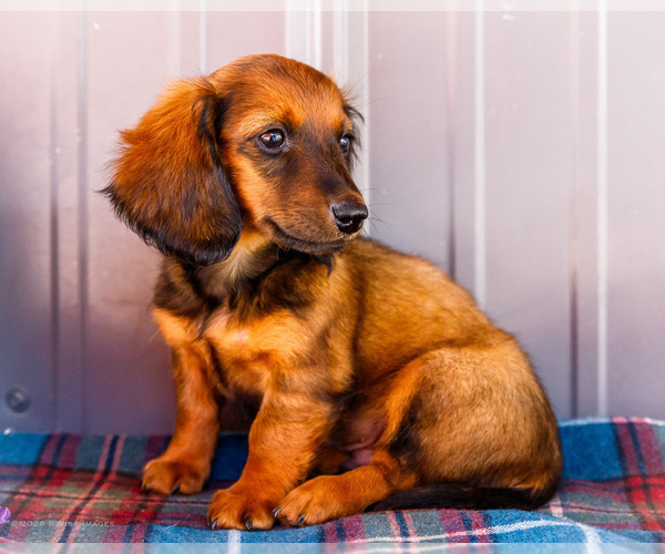 Medium Photo #8 Dachshund Puppy For Sale in WAKARUSA, IN, USA
