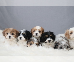 Cavapoo Puppy for Sale in WEST SALEM, Ohio USA