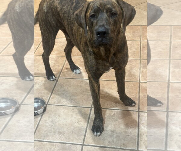 Medium Photo #2 Boxer-Mastiff Mix Puppy For Sale in Phoenix, AZ, USA