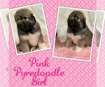 Small Pyredoodle