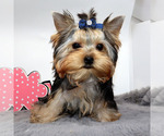 Small #3 Yorkshire Terrier