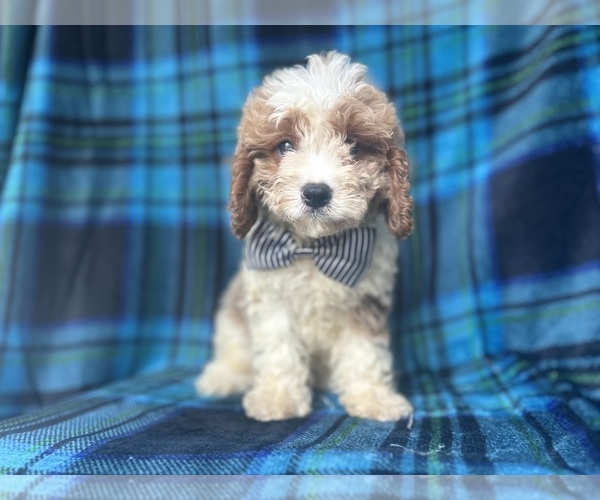 Medium Photo #1 Cavapoo Puppy For Sale in LAKELAND, FL, USA
