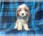 Small Cavapoo