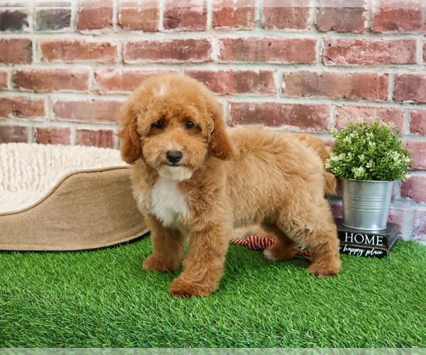 Medium Photo #4 Poodle (Miniature) Puppy For Sale in SYRACUSE, IN, USA