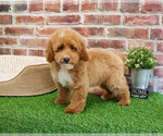 Small #3 Poodle (Miniature)